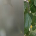 Мателюкс Агат AX