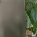 Мателюкс Гавана HM