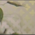 Толедо Маррон TL