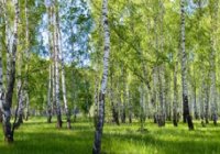 Полесье 1081