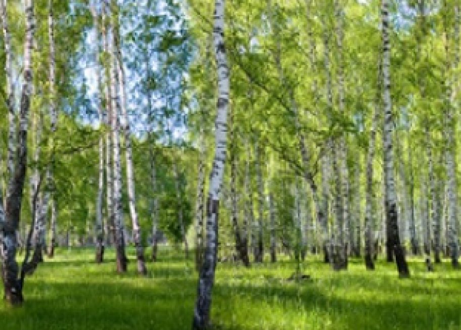 Полесье 1081