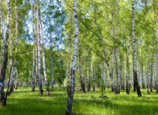 Полесье 1081